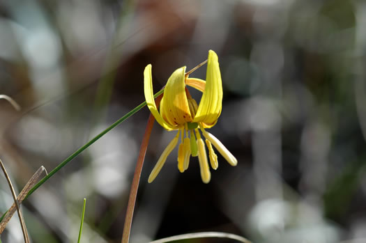 image of Erythronium umbilicatum ssp. umbilicatum, Dimpled Trout Lily, Dogtooth Violet