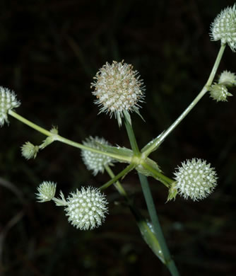 image of Eryngium yuccifolium var. yuccifolium, Northern Rattlesnake-master, Button Snakeroot