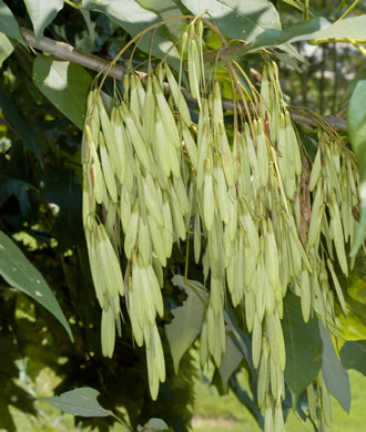 image of Fraxinus americana, White Ash, American Ash