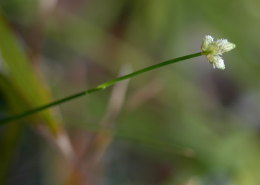 spikelet