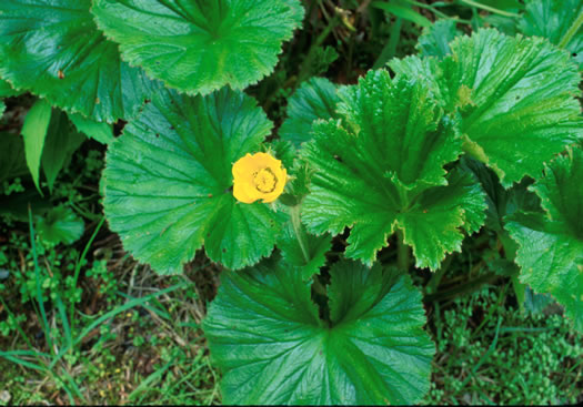 image of Geum radiatum, Mountain Avens, Appalachian Avens, Spreading Avens, Cliff Avens