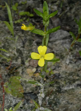 image of Gratiola lutea, Yellow Hedge-hyssop, Golden-pert, Golden Hedge-hyssop