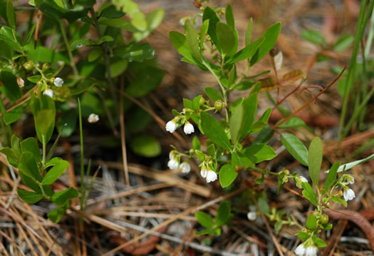 Southern Dwarf Huckleberry