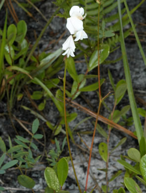 image of Galactia elliottii, Elliott's Milkpea