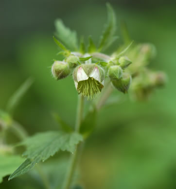 image of Geum geniculatum, Bent Avens