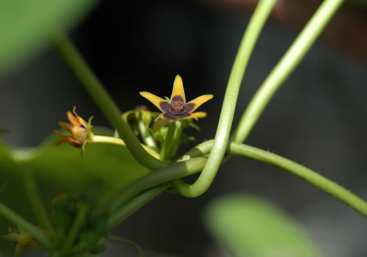 image of Gonolobus suberosus var. suberosus, Eastern Anglepod