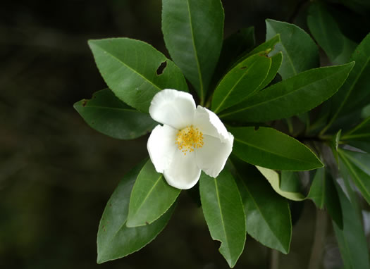 image of Gordonia lasianthus, Loblolly Bay, Gordonia