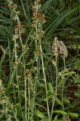 image of Gamochaeta pensylvanica, Wandering Cudweed, Pennsylvania Everlasting