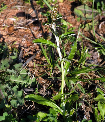 image of Gamochaeta purpurea, Spoonleaf Purple Everlasting, Purple Cudweed