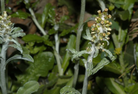 image of Gamochaeta purpurea, Spoonleaf Purple Everlasting, Purple Cudweed