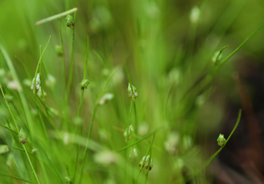 image of Isolepis carinata, Keeled Bulrush