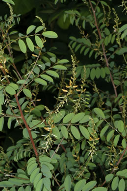 Indigofera caroliniana, Carolina Indigo, Wild Indigo