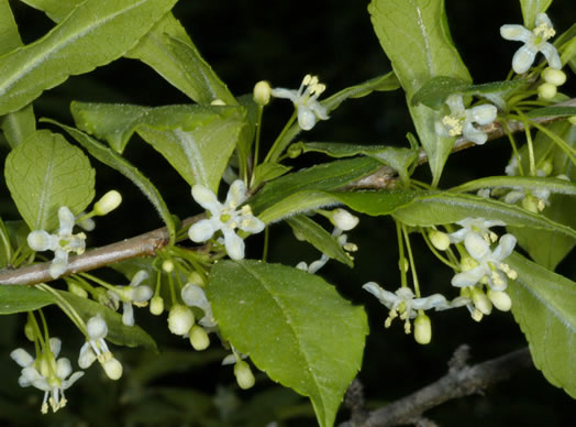 image of Ilex decidua, Possumhaw, Possumhaw Holly