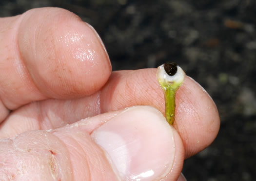 image of Isoetes melanopoda ssp. silvatica, Eastern Blackfoot Quillwort