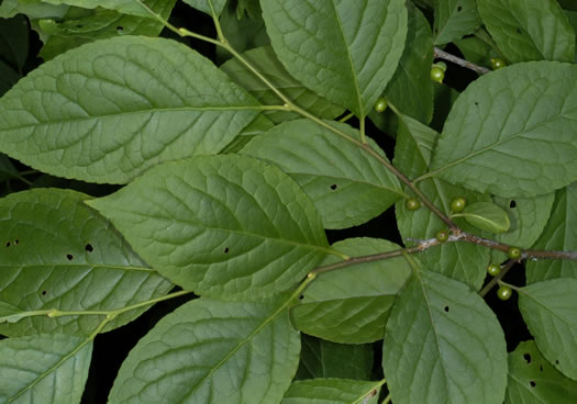 image of Ilex montana, Mountain Holly, Mountain Winterberry