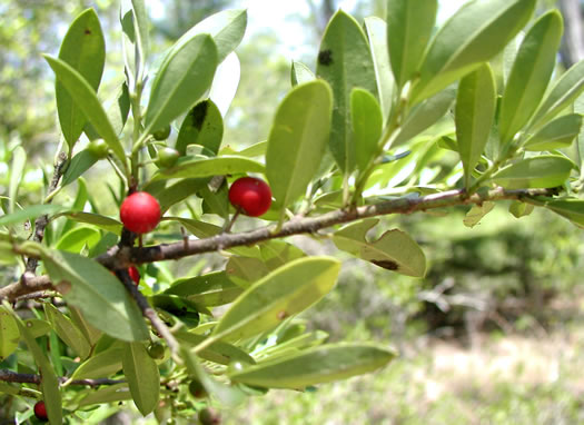 image of Ilex myrtifolia, Myrtle Holly, Myrtle-leaved Holly