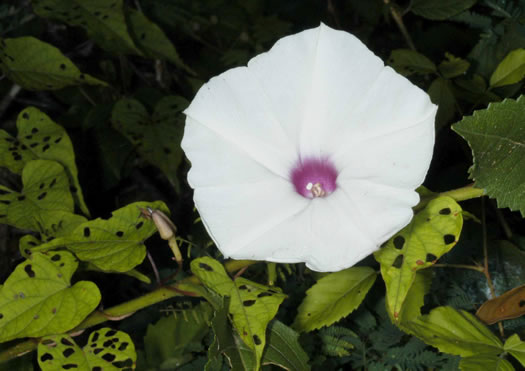 image of Ipomoea pandurata, Manroot, Wild Potato Vine, Man-of-the-earth, Wild Sweet Potato