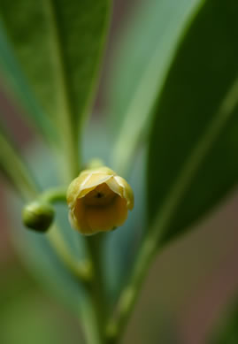 image of Illicium parviflorum, Swamp Star-anise, Yellow Anise-tree, Ocala Anise-tree