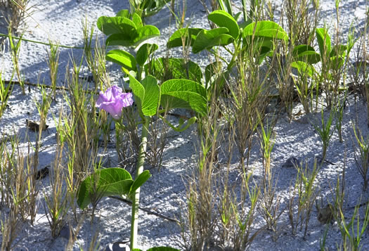 image of Ipomoea brasiliensis, Railroad Vine, Bay Hops, Bay Winders, Goat's-foot