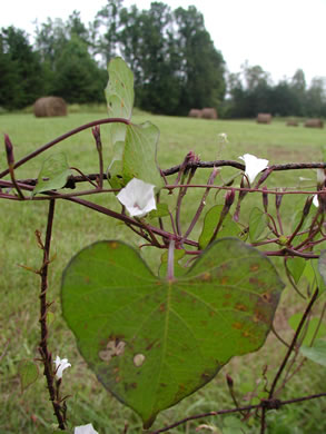 image of Ipomoea lacunosa, Small White Morning Glory, Small-flowered Morning Glory, Whitestar