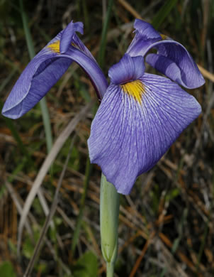 image of Iris tridentata, Bay Blue-flag Iris, Flag, Savannah Iris