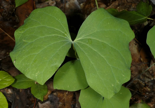 image of Jeffersonia diphylla, Twinleaf