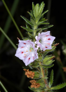 image of Kalmia hirsuta, Hairy Wicky, Kalmiella