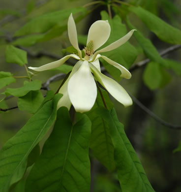 image of Magnolia fraseri, Fraser Magnolia, Mountain Magnolia, Earleaf Umbrella-tree, Umbrella Tree