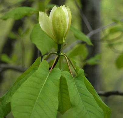 image of Magnolia fraseri, Fraser Magnolia, Mountain Magnolia, Earleaf Umbrella-tree, Umbrella Tree