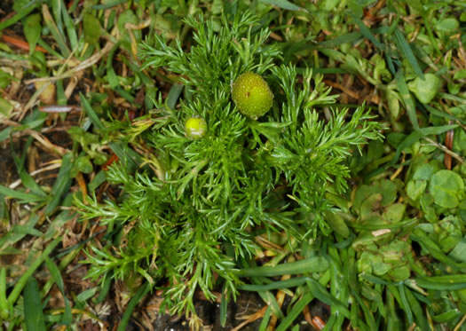 image of Matricaria discoidea, Pineapple-weed, Rayless Chamomile