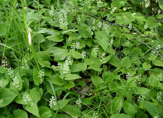 image of Maianthemum canadense, Canada Mayflower, "False Lily-of-the-valley", "Wild Lily-of-the-valley"