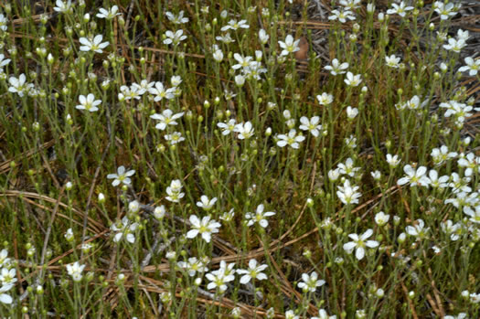 image of Geocarpon carolinianum, Carolina Sandwort, Longroot, Pine-barren Sandwort