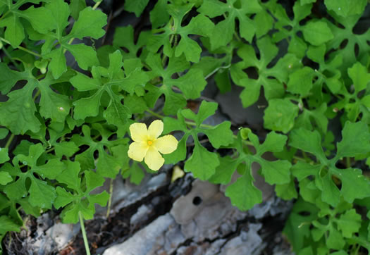 image of Momordica charantia ssp. charantia, Balsam-pear, Balsam-apple, Bitter Melon