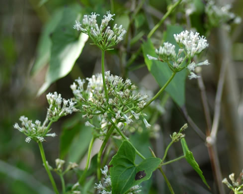 image of Mikania cordifolia, Heartleaf Climbing Hempweed