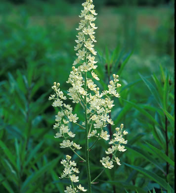 image of Melanthium virginicum, Virginia Bunchflower, Bog Bunchflower