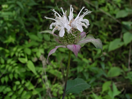 image of Monarda fistulosa +, Wild Bergamot