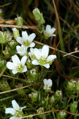 image of Geocarpon groenlandicum, Mountain Sandwort, Greenland Sandwort