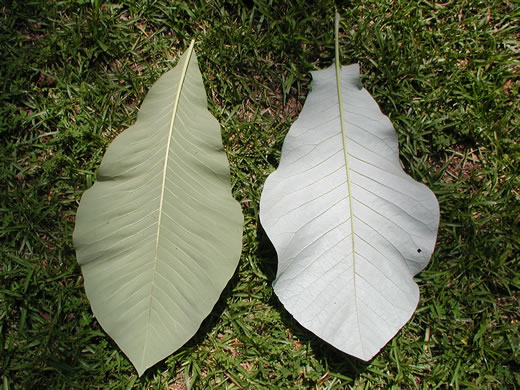 image of Magnolia tripetala, Umbrella Magnolia, Umbrella-tree