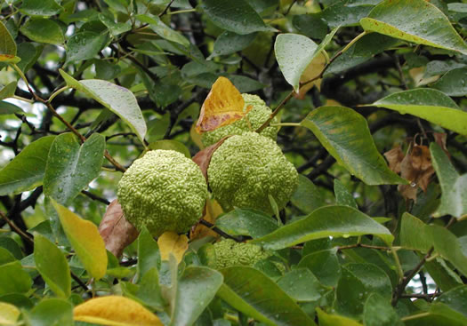 image of Maclura pomifera, Osage-orange, Hedge-apple, Bow-wood