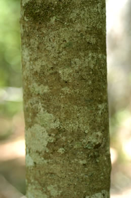 image of Magnolia pyramidata, Pyramid Magnolia