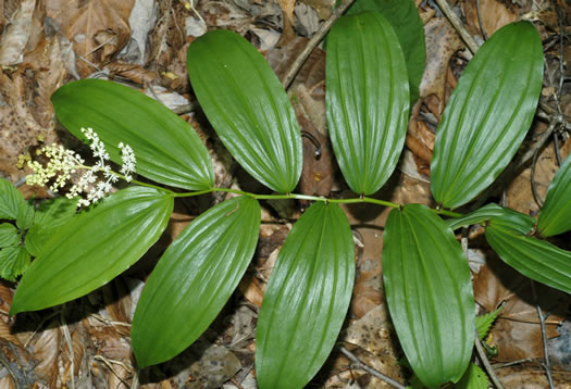 image of Maianthemum racemosum, False Solomon's Seal, Eastern Solomon's Plume, May-plume