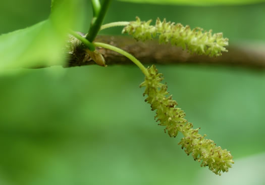 image of Morus rubra, Red Mulberry