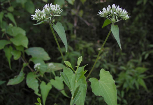 image of Mikania scandens, Climbing Hempweed