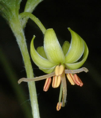 image of Medeola virginiana, Indian Cucumber-root