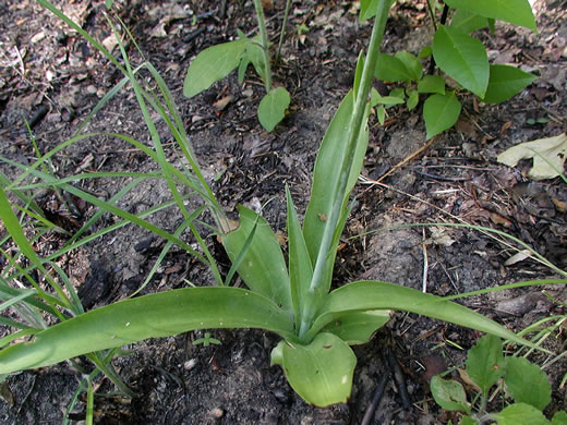 image of Agave virginica, Eastern Agave, Eastern False-aloe, Rattlesnake-master, American Aloe