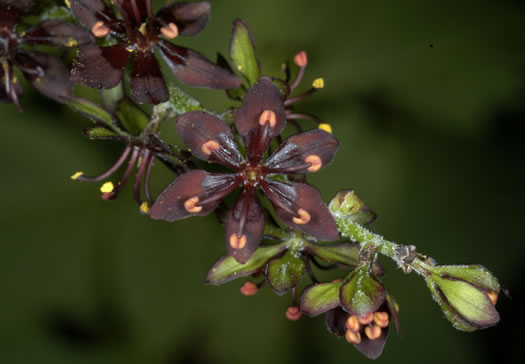 image of Melanthium woodii, Ozark Bunchflower, Wood's False-hellebore