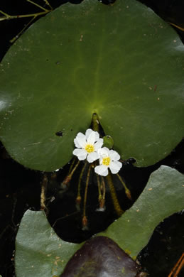 Nymphoides aquatica, Big Floating Heart, Banana Floating Heart