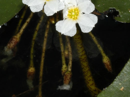 image of Nymphoides aquatica, Big Floating Heart, Banana Floating Heart