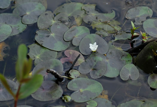 Nymphoides cordata, Little Floating Heart