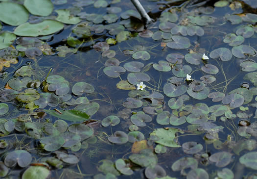 image of Nymphoides cordata, Little Floating Heart